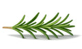 Rosemary extract